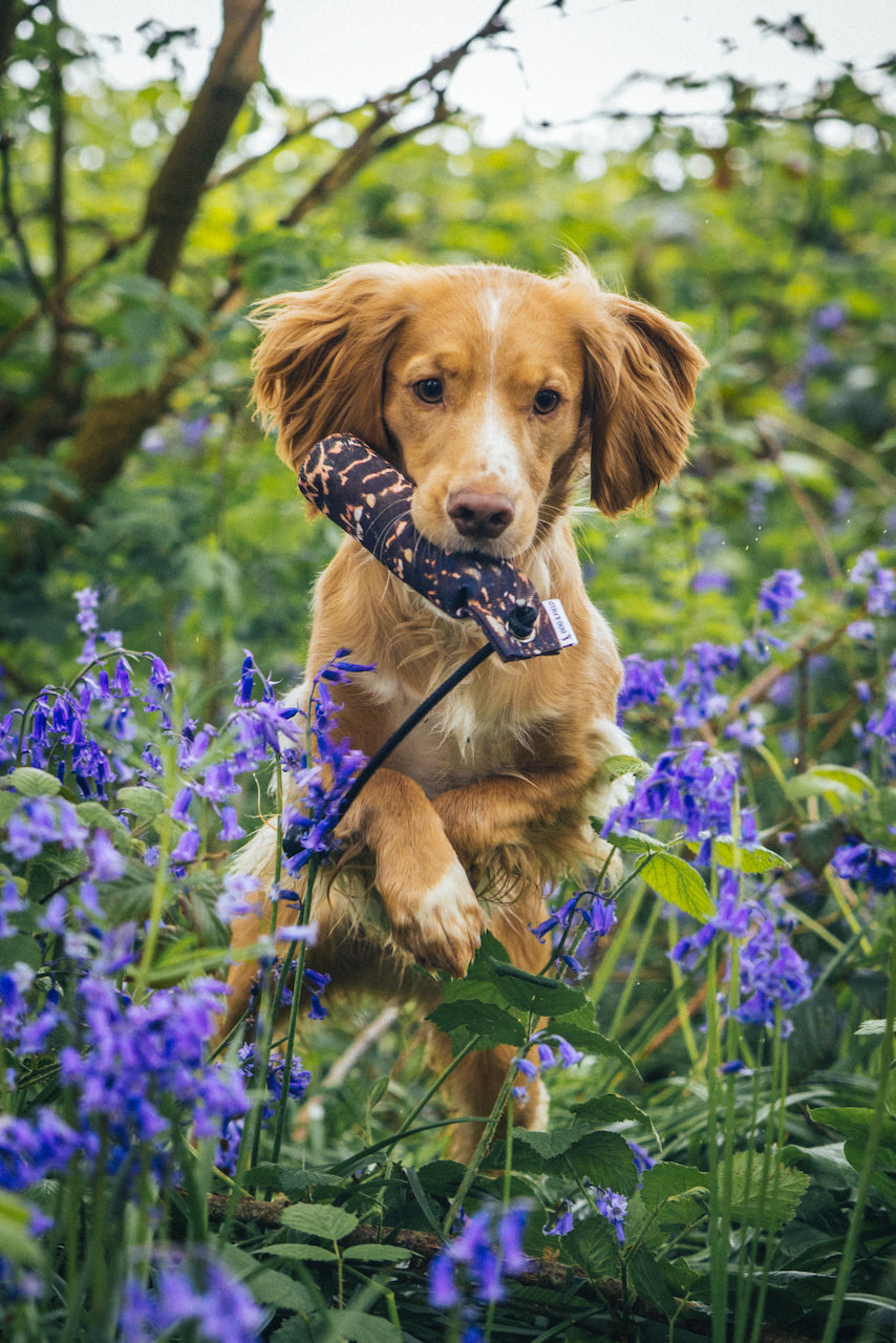 Country & Dogs (Coming Soon)
